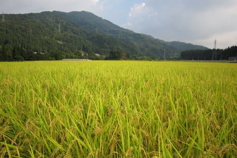 白山のふもとに広がる田園風景