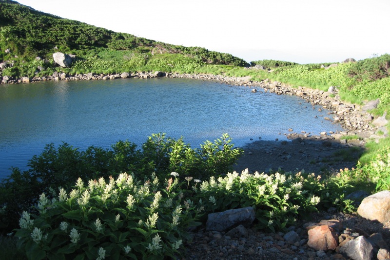 コバイケイソウを見ながら「お池めぐり」