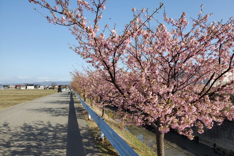 美川の河津桜