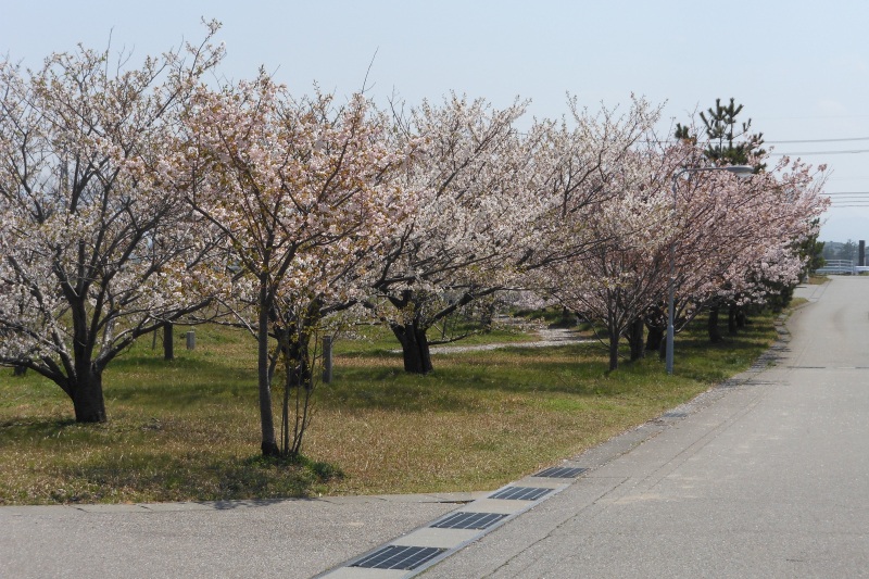 美川アプリコットパークの桜