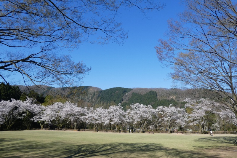 芝生広場もある広々とした樹木公園