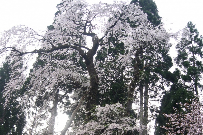 白山市鴇ヶ谷（とがたに）のシダレ桜