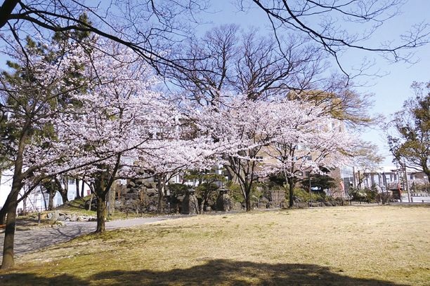 約30本のソメイヨシノが咲く松任城址公園