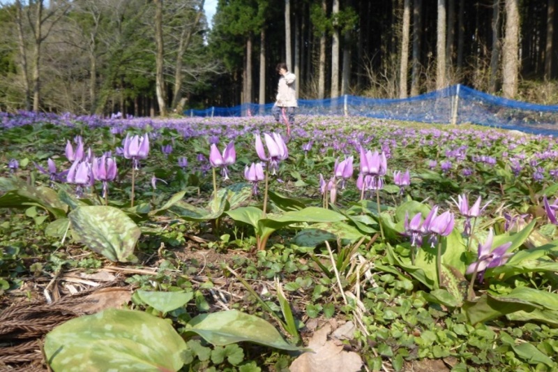 河内町福岡の里山のカタクリ群生