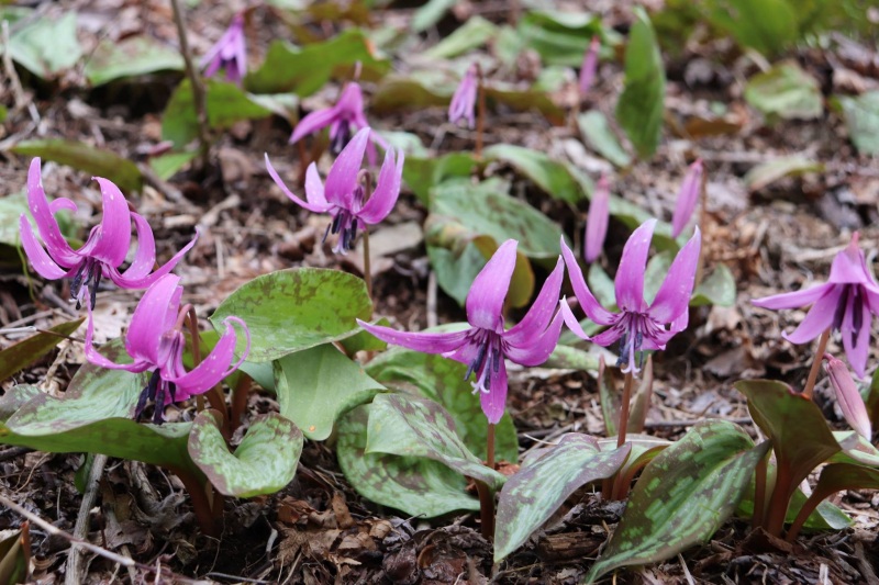 白山瀬波のカタクリの花