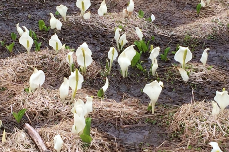 根倉谷園地の水芭蕉