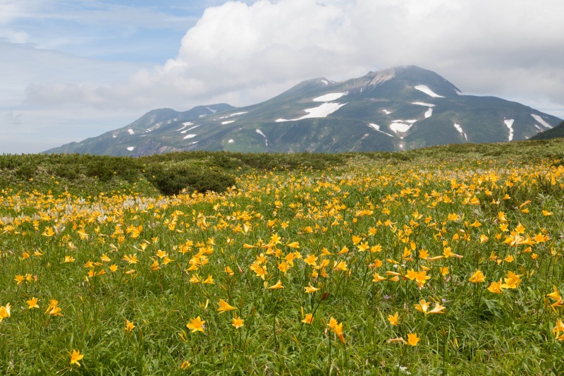 白山登山道にあるニッコウキスゲの群落