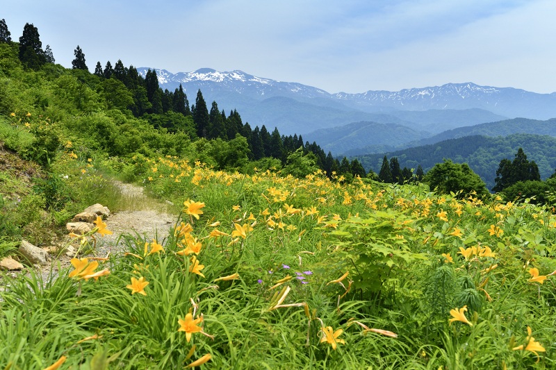 白山を遠望できる高山植物園のニッコウキスゲ