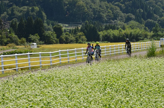 蕎麦の花咲く頃のサイクリング