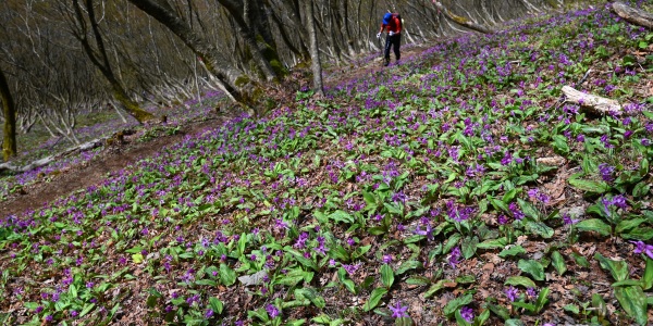 白山市の春～初夏を彩る百花繚乱、ほんの一部をご紹介