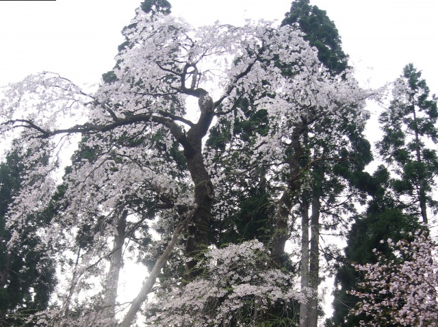 鴇ヶ谷のシダレ桜