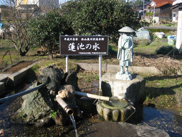 蓮池の水