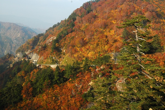 白山白川郷ホワイトロード