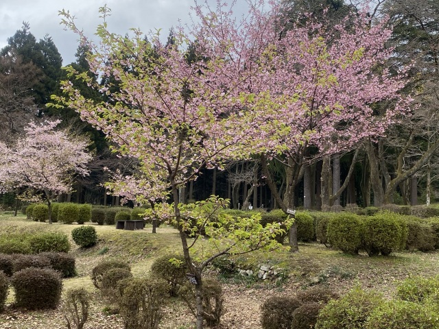 河津桜（手前）修善寺寒桜（奥）（R3.3.26)