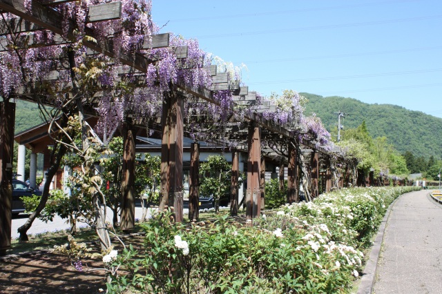 白山ろくテーマパーク 吉岡園地／河合・下野園地