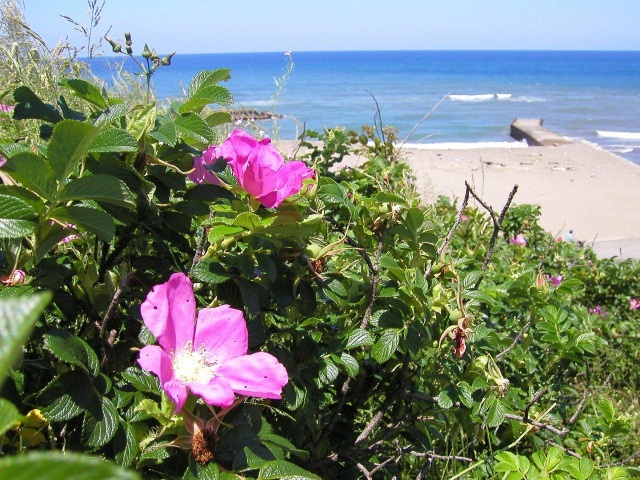 竹松海岸ハマナス群生地