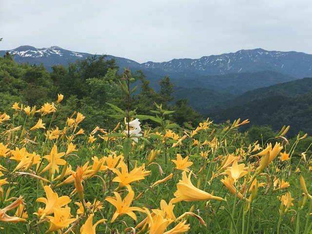 白山高山植物園オープンガーデン