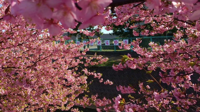 西米光町の河津桜～美川・蝶屋桜の名所～