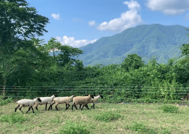 羊ふれあい